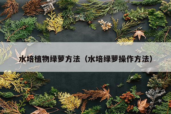 水培植物绿萝方法（水培绿萝操作方法）