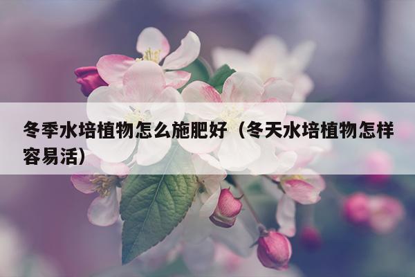 冬季水培植物怎么施肥好（冬天水培植物怎样容易活）