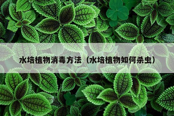 水培植物消毒方法（水培植物如何杀虫）