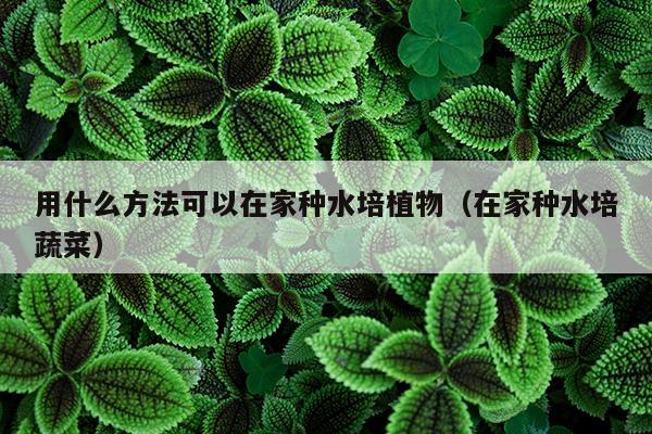 用什么方法可以在家种水培植物（在家种水培蔬菜）