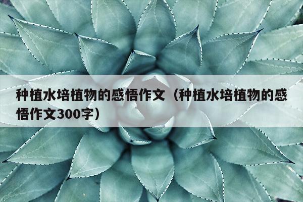 种植水培植物的感悟作文（种植水培植物的感悟作文300字）