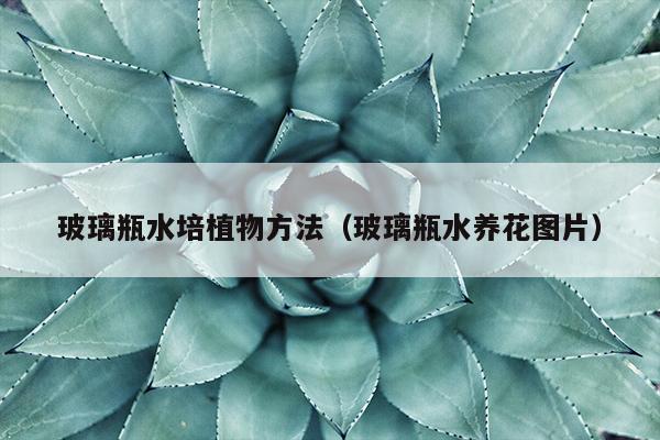 玻璃瓶水培植物方法（玻璃瓶水养花图片）