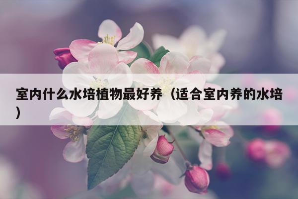 室内什么水培植物最好养（适合室内养的水培）