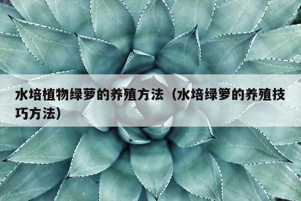 水培植物绿萝的养殖方法（水培绿箩的养殖技巧方法）