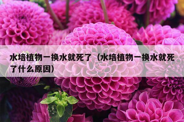 水培植物一换水就死了（水培植物一换水就死了什么原因）