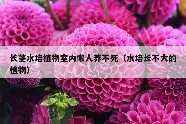 长茎水培植物室内懒人养不死（水培长不大的植物）