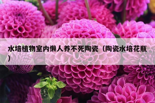 水培植物室内懒人养不死陶瓷（陶瓷水培花瓶）