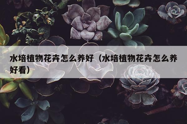 水培植物花卉怎么养好（水培植物花卉怎么养好看）