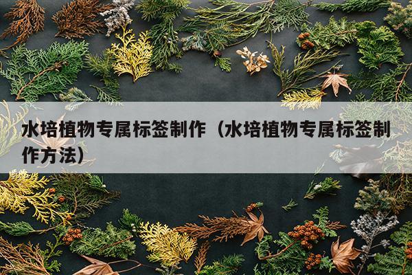 水培植物专属标签制作（水培植物专属标签制作方法）