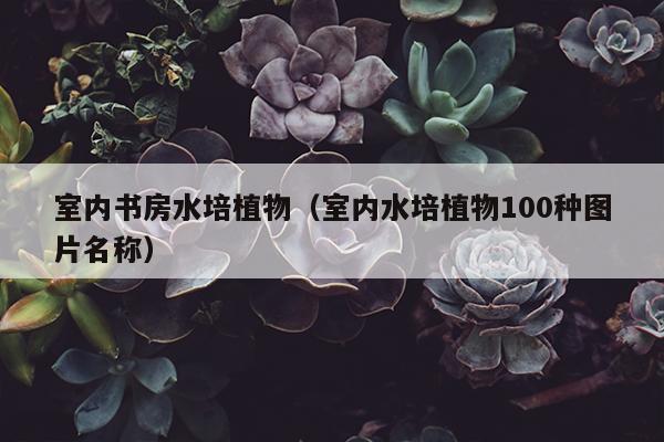 室内书房水培植物（室内水培植物100种图片名称）