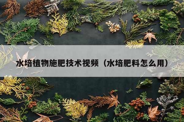 水培植物施肥技术视频（水培肥料怎么用）