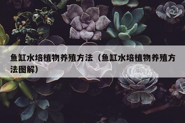 鱼缸水培植物养殖方法（鱼缸水培植物养殖方法图解）