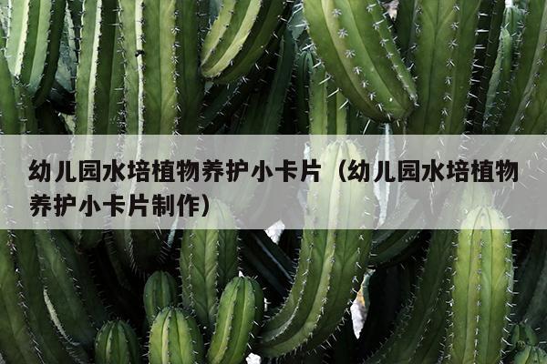 幼儿园水培植物养护小卡片（幼儿园水培植物养护小卡片制作）