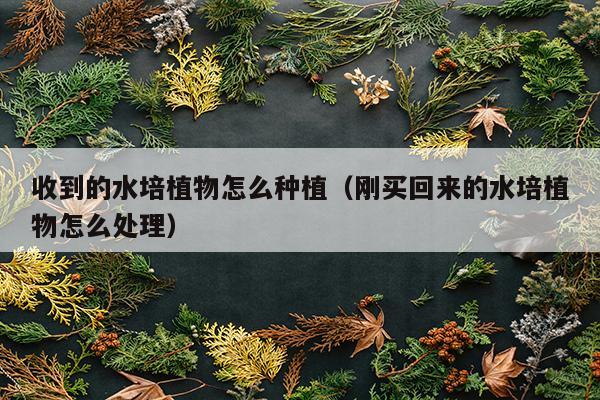 收到的水培植物怎么种植（刚买回来的水培植物怎么处理）