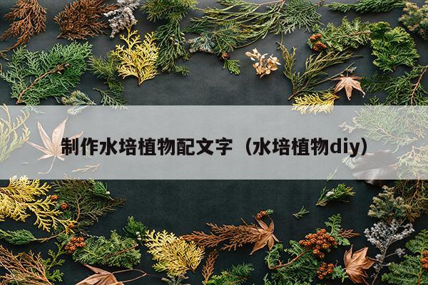 制作水培植物配文字（水培植物diy）