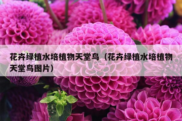 花卉绿植水培植物天堂鸟（花卉绿植水培植物天堂鸟图片）