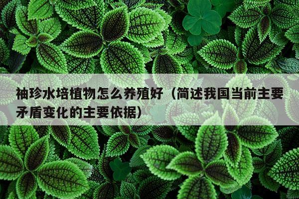 袖珍水培植物怎么养殖好（简述我国当前主要矛盾变化的主要依据）