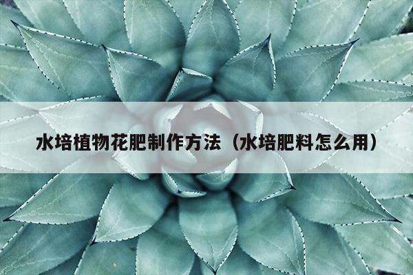 水培植物花肥制作方法（水培肥料怎么用）