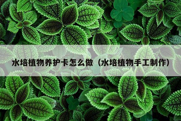 水培植物养护卡怎么做（水培植物手工制作）