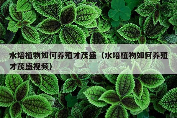 水培植物如何养殖才茂盛（水培植物如何养殖才茂盛视频）