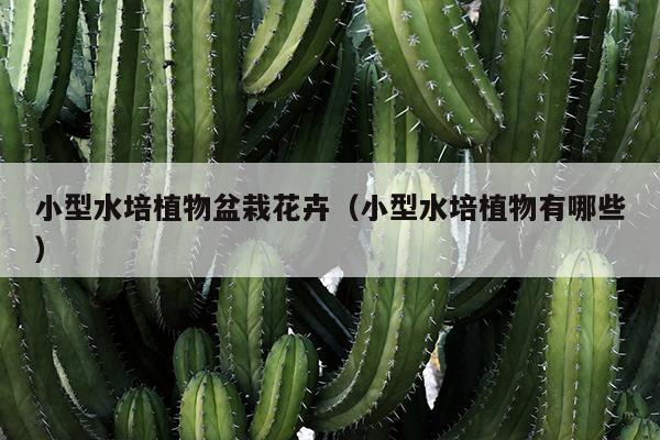 小型水培植物盆栽花卉（小型水培植物有哪些）