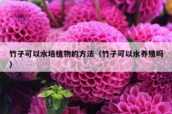 竹子可以水培植物的方法（竹子可以水养殖吗）