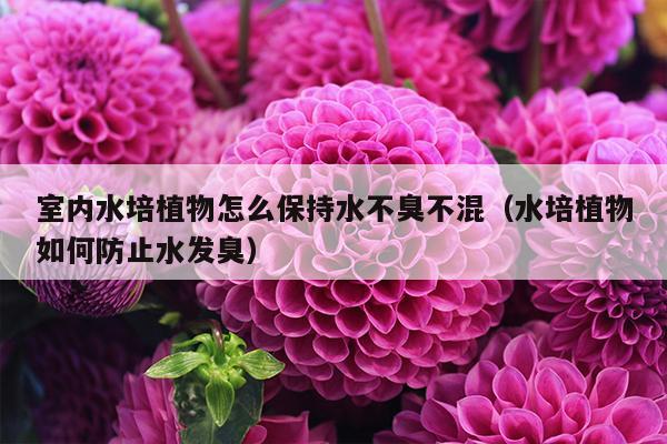 室内水培植物怎么保持水不臭不混（水培植物如何防止水发臭）