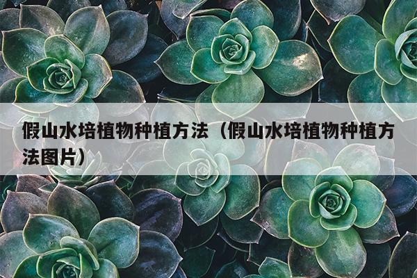 假山水培植物种植方法（假山水培植物种植方法图片）