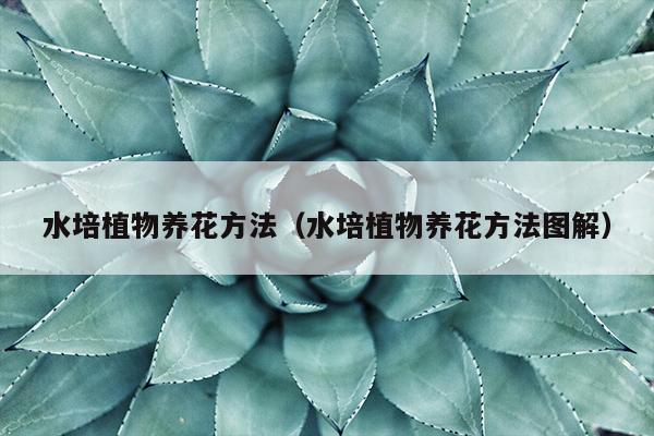 水培植物养花方法（水培植物养花方法图解）