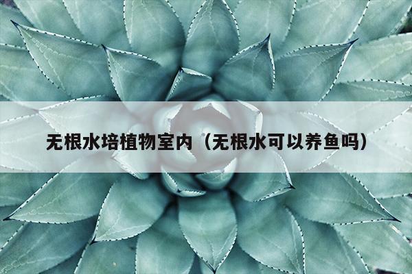 无根水培植物室内（无根水可以养鱼吗）