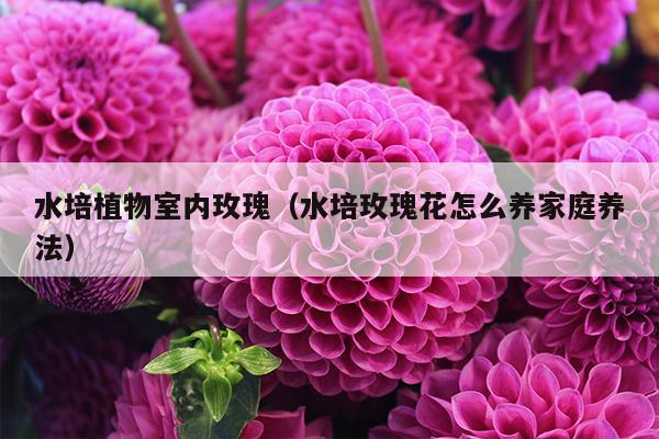 水培植物室内玫瑰（水培玫瑰花怎么养家庭养法）