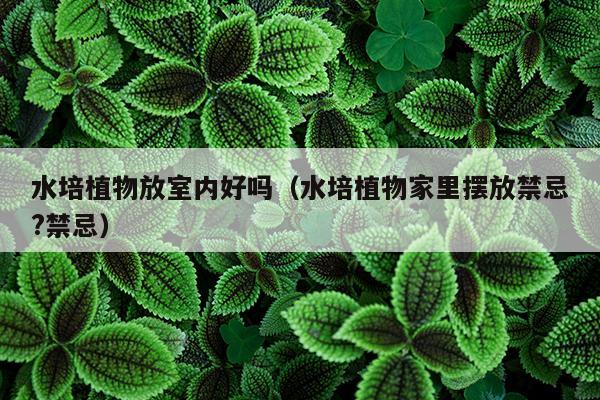 水培植物放室内好吗（水培植物家里摆放禁忌?禁忌）