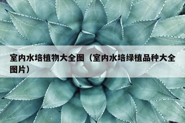 室内水培植物大全图（室内水培绿植品种大全图片）