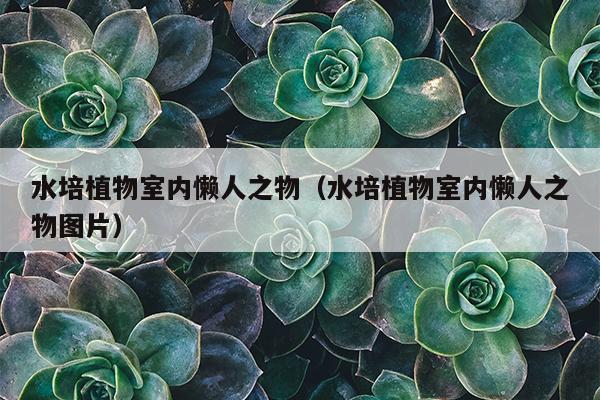 水培植物室内懒人之物（水培植物室内懒人之物图片）