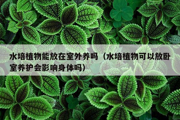 水培植物能放在室外养吗（水培植物可以放卧室养护会影响身体吗）