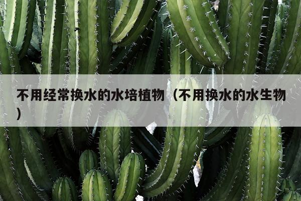 不用经常换水的水培植物（不用换水的水生物）