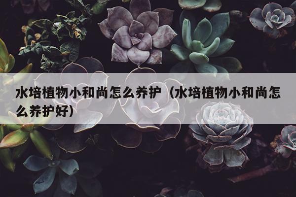 水培植物小和尚怎么养护（水培植物小和尚怎么养护好）