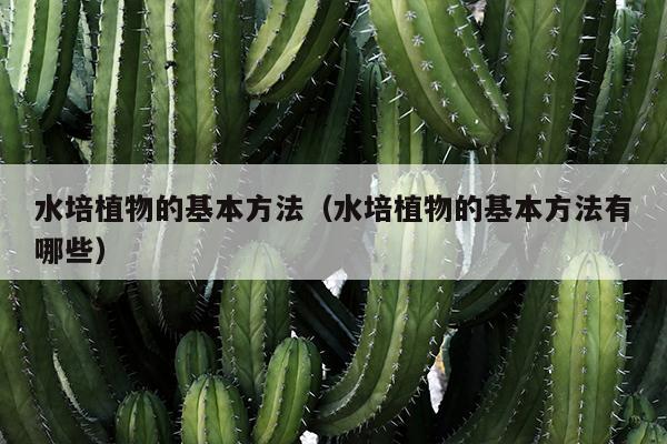 水培植物的基本方法（水培植物的基本方法有哪些）