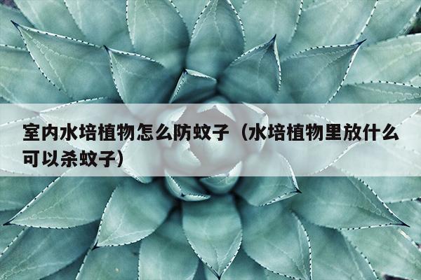 室内水培植物怎么防蚊子（水培植物里放什么可以杀蚊子）