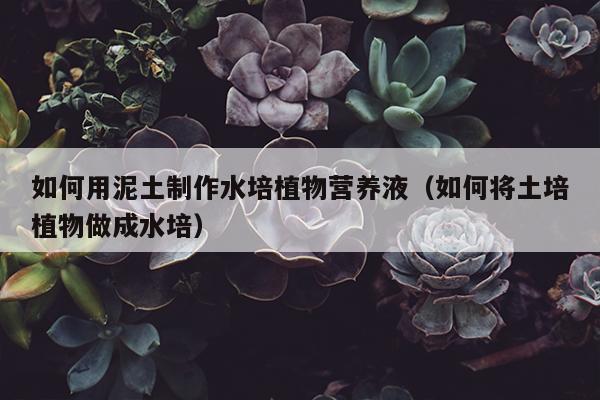 如何用泥土制作水培植物营养液（如何将土培植物做成水培）