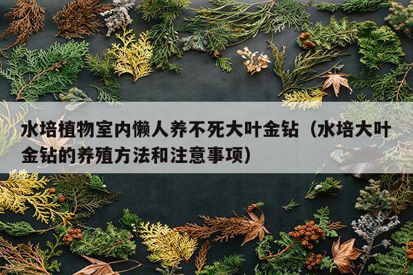 水培植物室内懒人养不死大叶金钻（水培大叶金钻的养殖方法和注意事项）