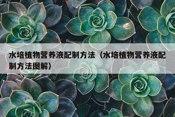 水培植物营养液配制方法（水培植物营养液配制方法图解）