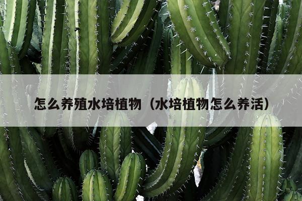 怎么养殖水培植物（水培植物怎么养活）