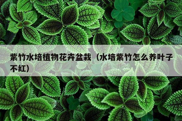 紫竹水培植物花卉盆栽（水培紫竹怎么养叶子不红）