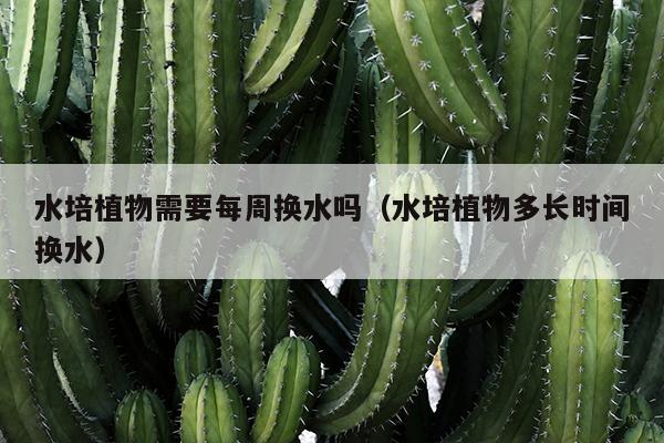 水培植物需要每周换水吗（水培植物多长时间换水）