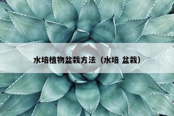 水培植物盆栽方法（水培 盆栽）