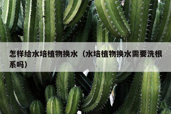 怎样给水培植物换水（水培植物换水需要洗根系吗）