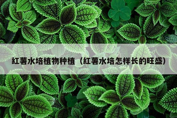 红薯水培植物种植（红薯水培怎样长的旺盛）