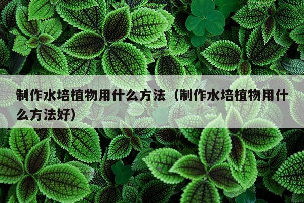 制作水培植物用什么方法（制作水培植物用什么方法好）