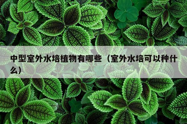 中型室外水培植物有哪些（室外水培可以种什么）